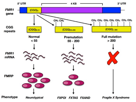 The FMR1 gene and Fragile X pathology.jpg